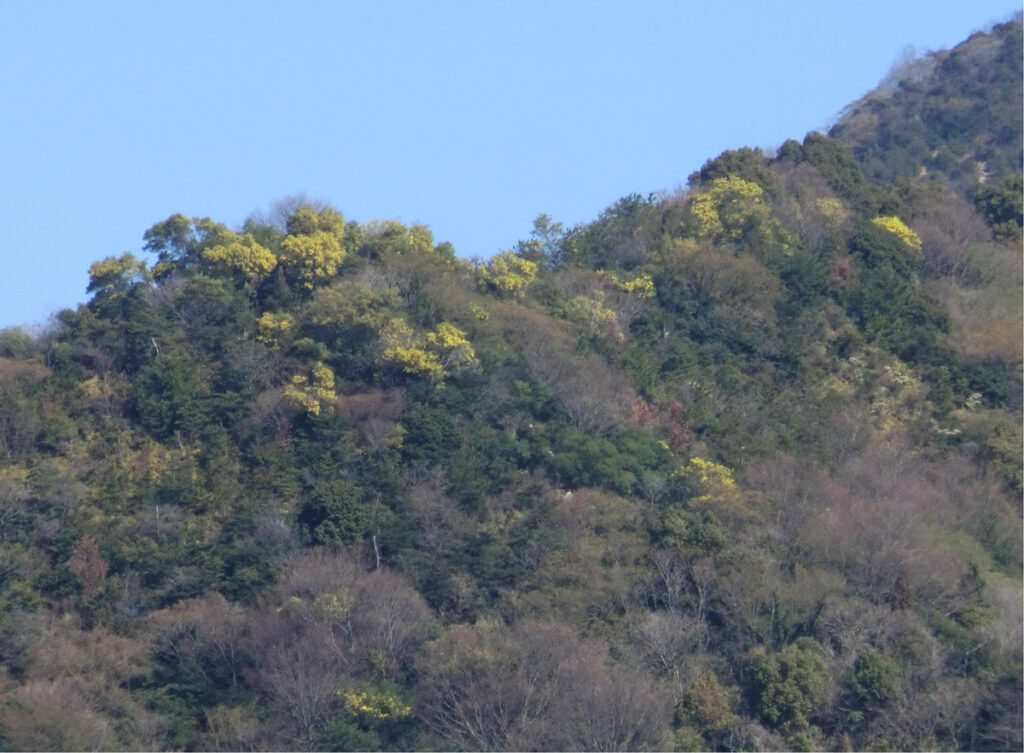 ミモザ群生地画像